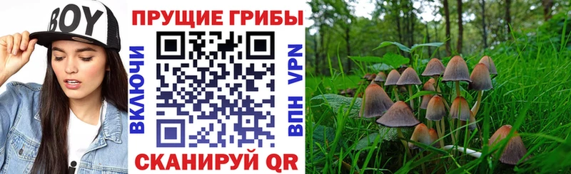 Галлюциногенные грибы мицелий  Курлово 